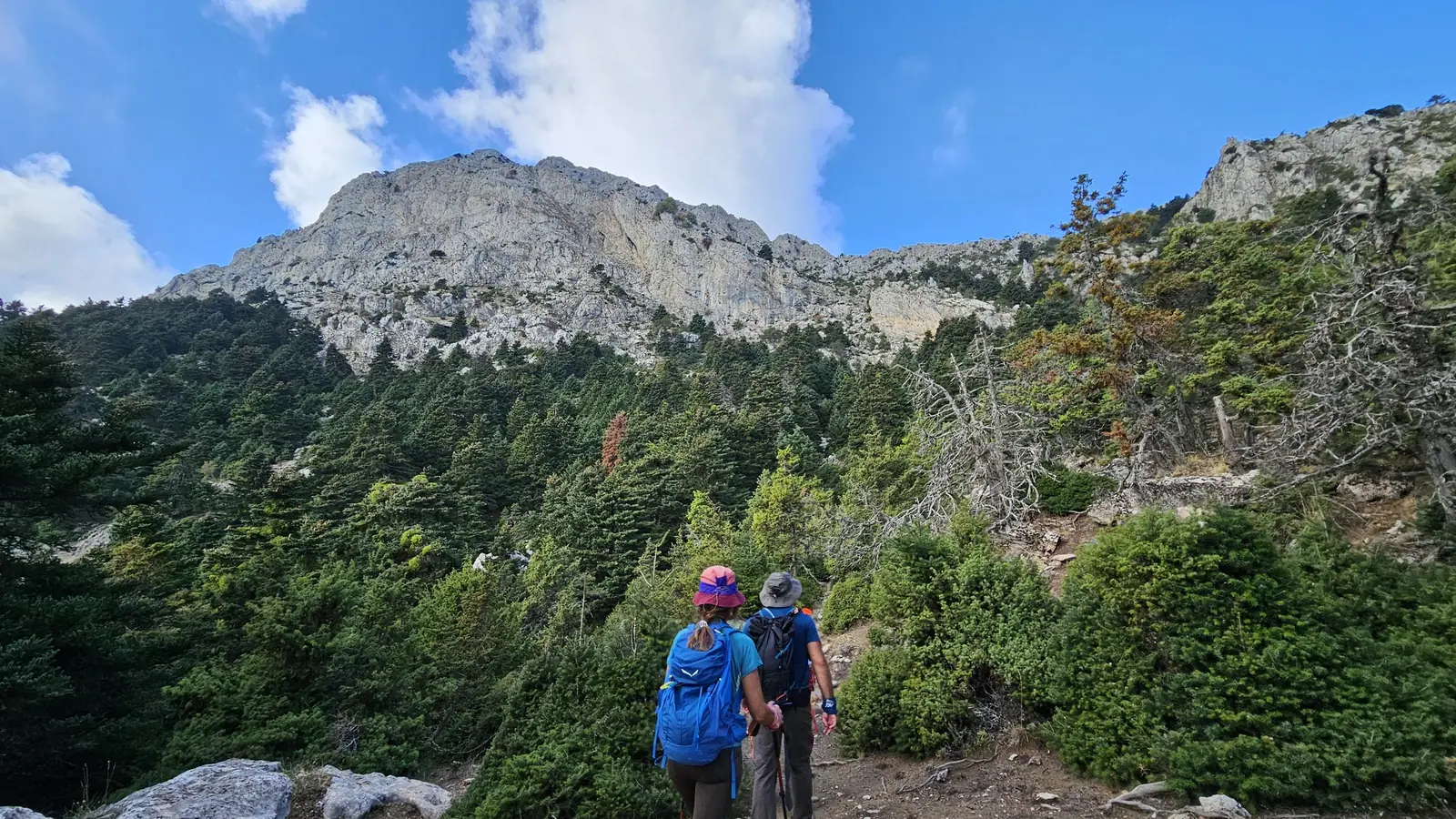Αρτεμίσιο (Καρυά-Μαλεβός-Νεστάνη, κλασσική & χτένια) - 1