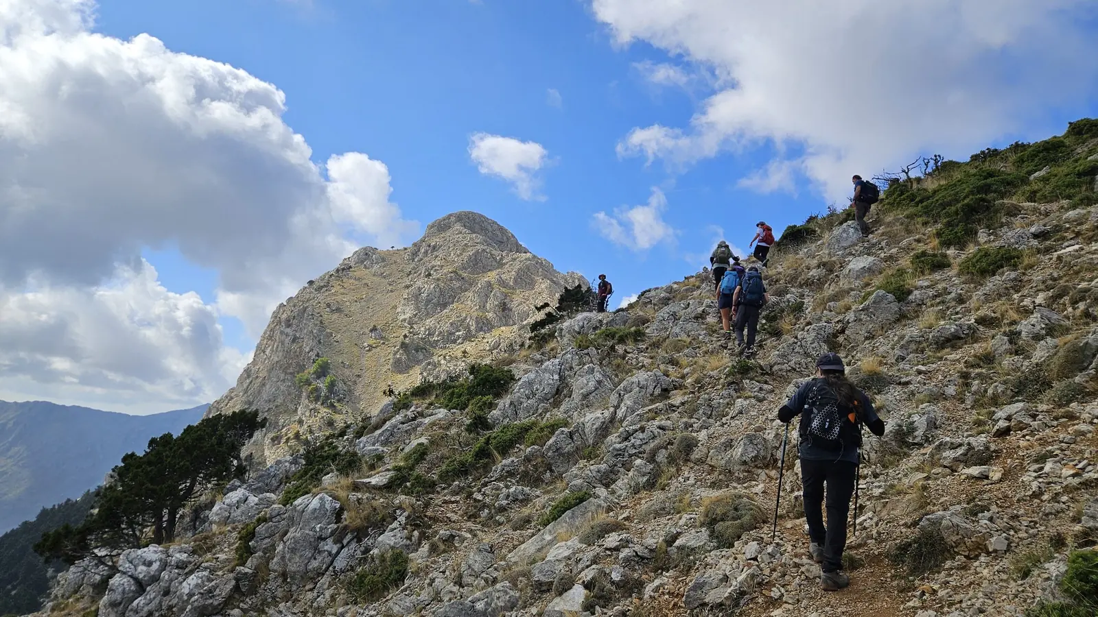 Αρτεμίσιο (Καρυά-Μαλεβός-Νεστάνη, κλασσική & χτένια) - 5